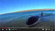 LINK AL VIDEO
